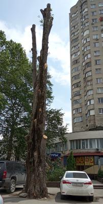 Прикрепленное изображение: Москольцо.22.05.23.рубка.5.jpg